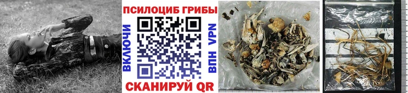 где купить наркоту  Пущино  Псилоцибиновые грибы GOLDEN TEACHER 